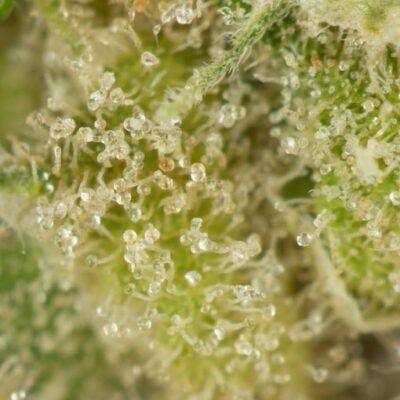 Girl-Scout-Cookies-Bulk-Macro-510x510
