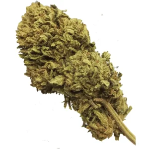 og-kush-cbd